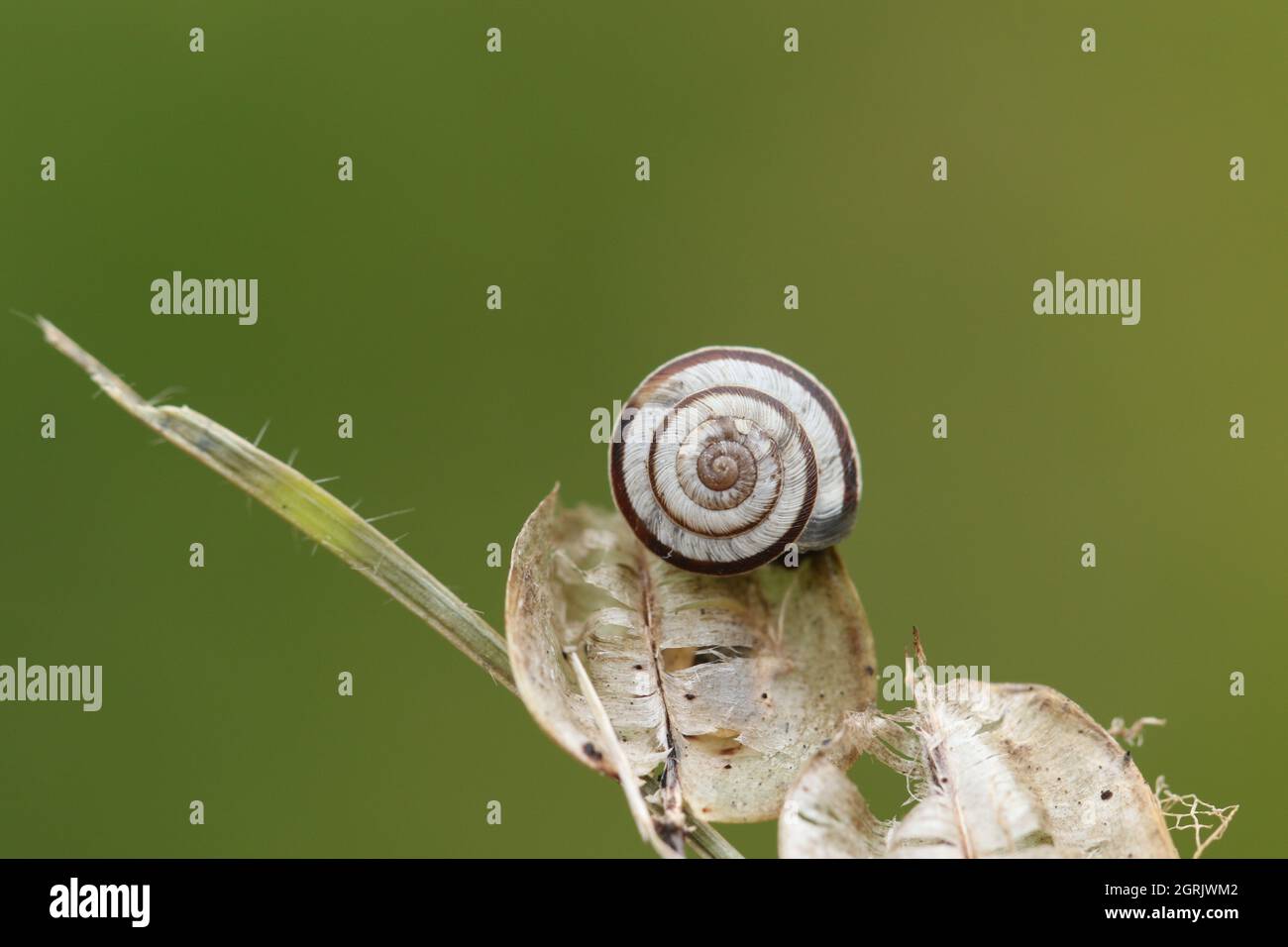 Eine Heideschnecke, Helicella itala, die auf Pflanzensamen auf einer Wiese ruht. Stockfoto