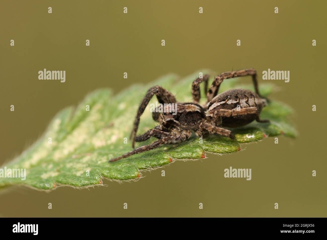 Eine jagdliche Wolf-Spinne, Alopecosa akzentuuata, auch bekannt als Osterfuchs-Spinne, auf einem Blatt. Stockfoto