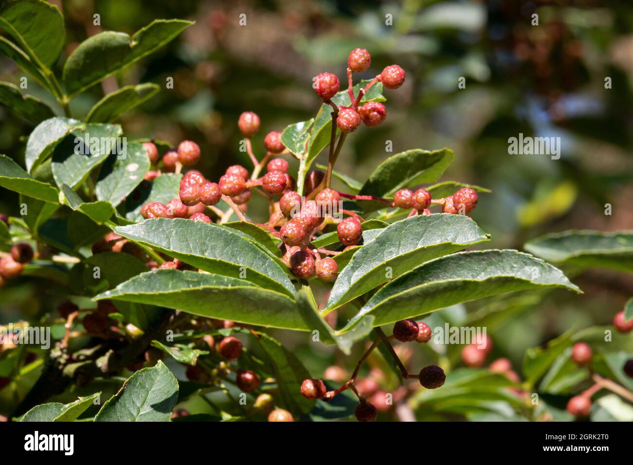 Rote Sichuan-Pfefferbeeren aus der Nähe auf dem Baum im Freien Stockfoto