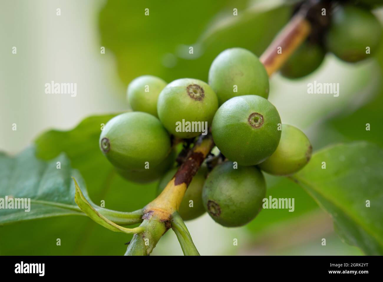 Frische grüne unreife Kaffeebohnen, die auf einer Pflanze im Freien aus nächster Nähe wachsen Stockfoto