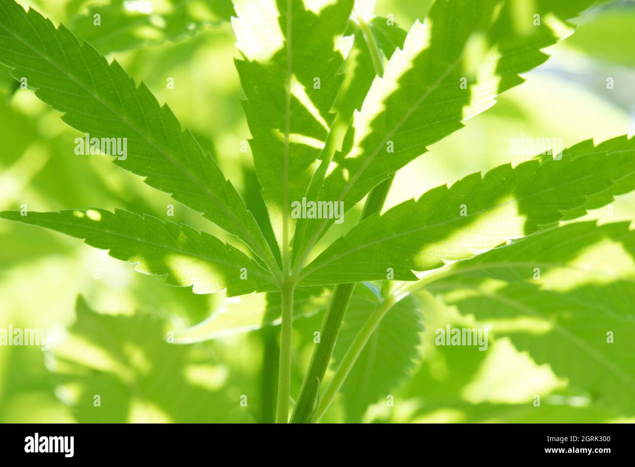 Frische grüne Cannabis Sativa Pflanze im Freien in Sonnenlicht Stockfoto
