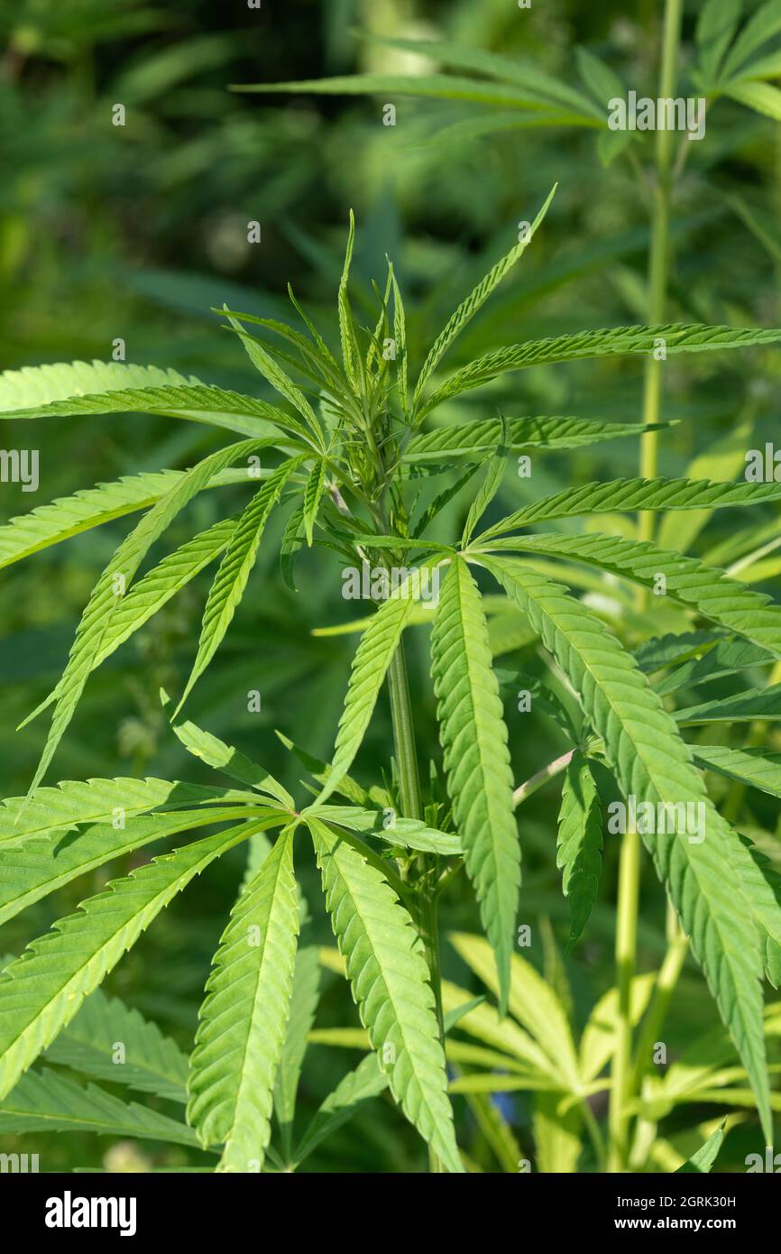 Frische grüne Cannabis Sativa Pflanze im Freien aus nächster Nähe Stockfoto
