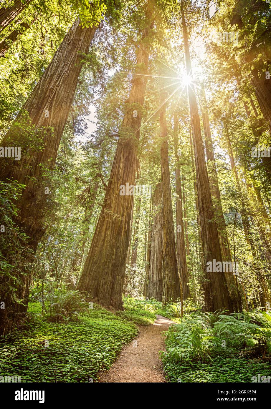 Die Sonne scheint durch die riesigen Redwood-Bäume im Nationalpark Stockfoto