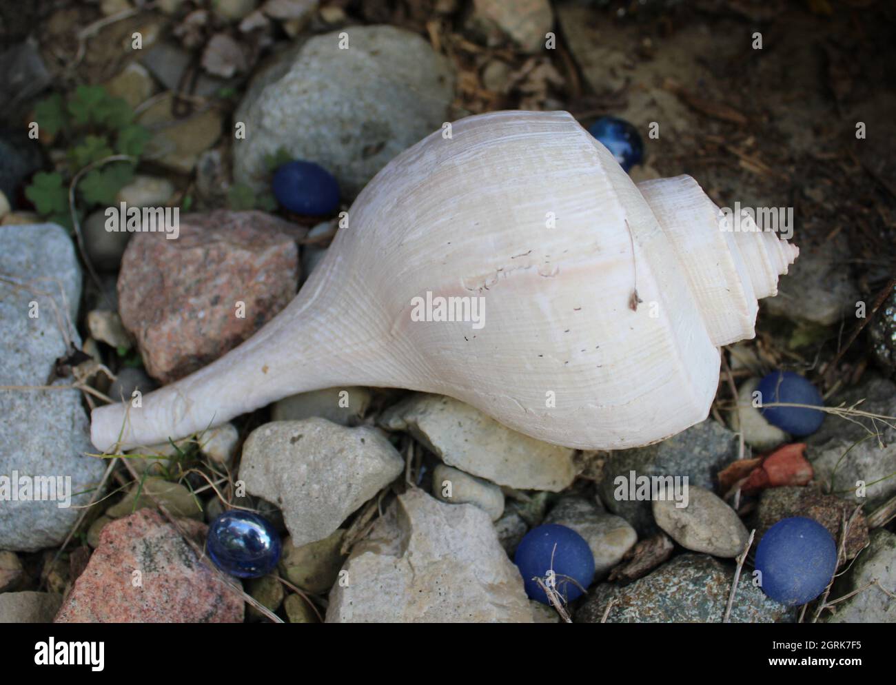 Meeresmuschel auf Felsen. Stockfoto