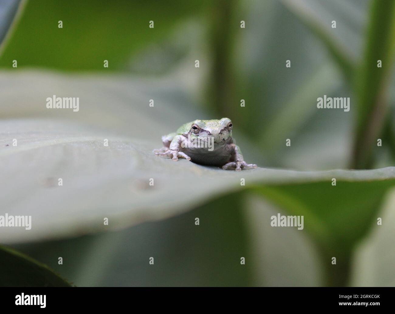 Vorderansicht eines Froschbabys. Stockfoto