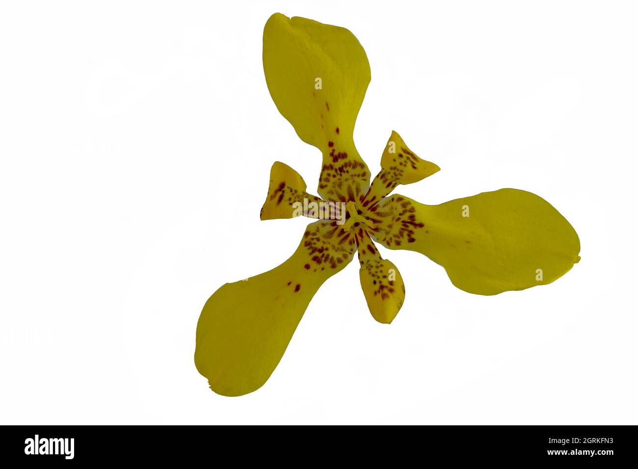 Gelbe Iris in Blüte isoliert auf weißem Hintergrund Stockfoto Gelbe Iris in Blüte isoliert auf weißem Hintergrund Stockfoto