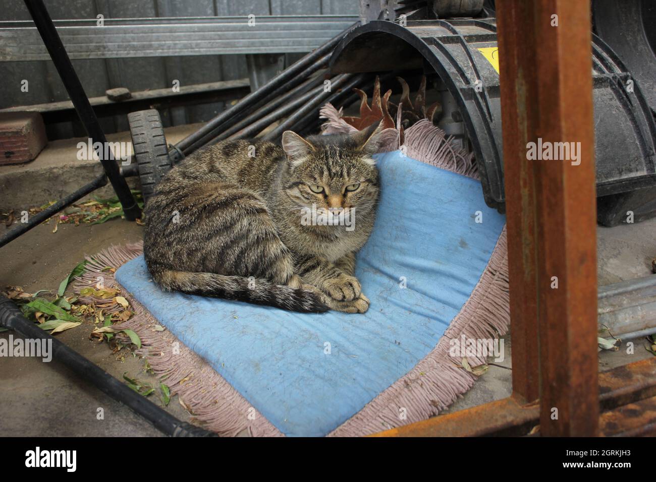 Eine streunende Katze schläft auf den Ruinen eines alten Hauses Stockfoto