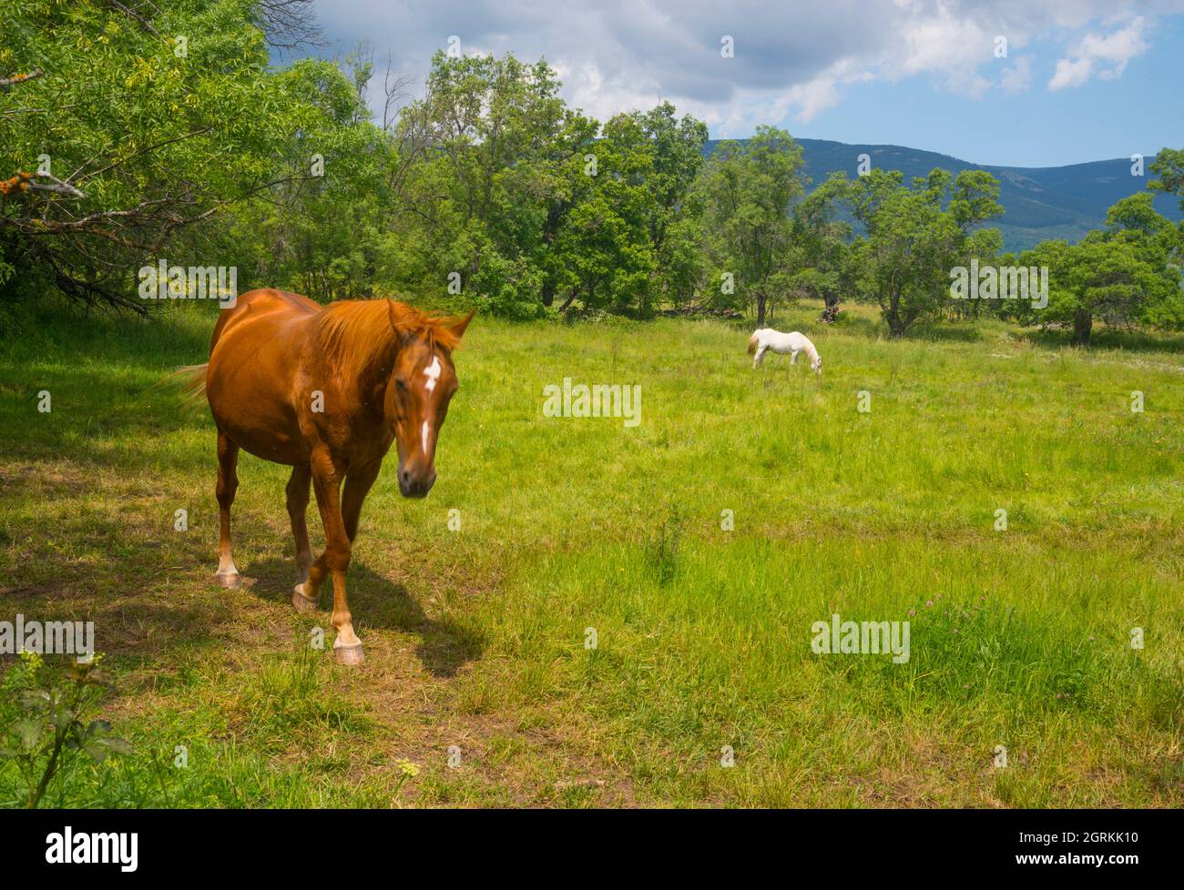 Pferde auf einer Wiese. Pinilla de Buitrago, Provinz Madrid, Spanien. Stockfoto