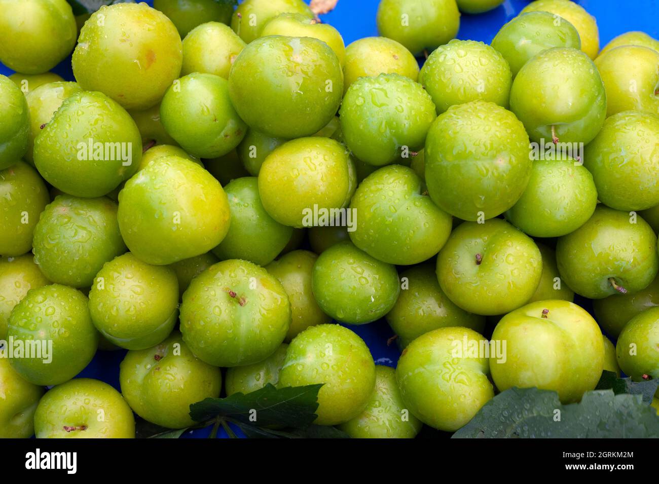 Nasse grüne Pflaumen. Stockfoto