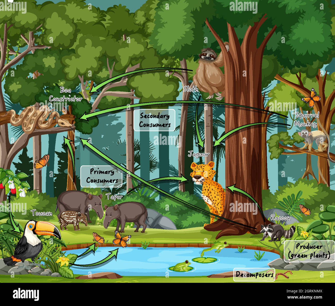 Diagramm mit Nahrungsnetz im Regenwald Stock Vektor
