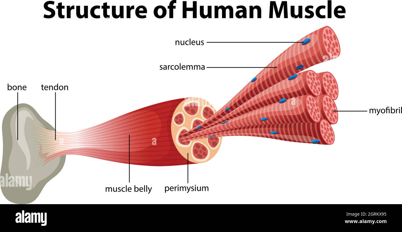 Eine Struktur des menschlichen Muskels Stock Vektor