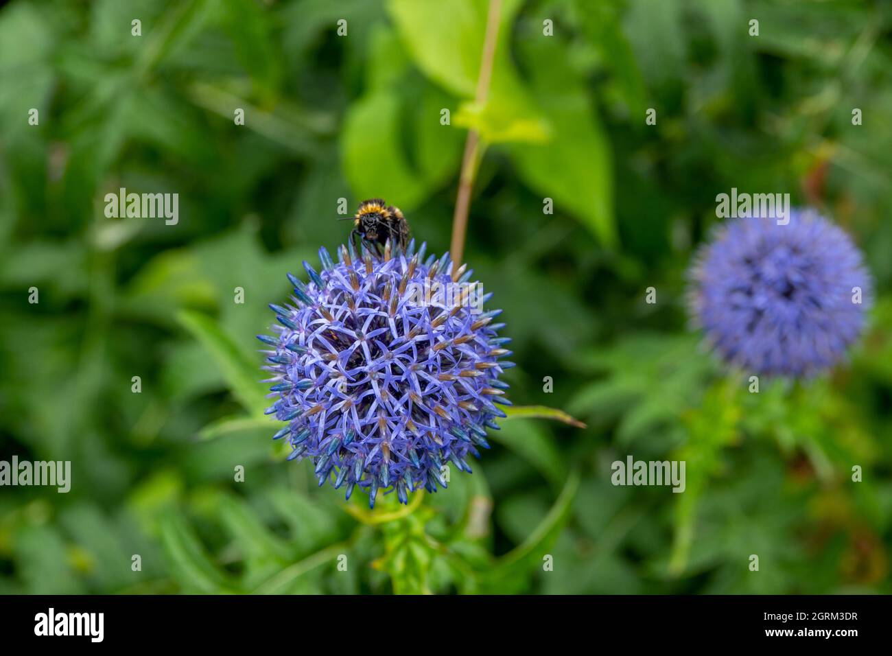 Bienen sammeln Pollen von der Distel des blauen Globus Stockfoto