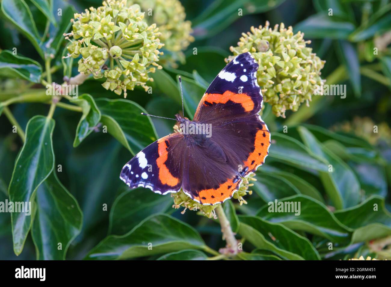 Nahaufnahme eines Rotadmiral-Schmetterlings (Vanessa atalanta), der sich an einem englischen Efeu-Blütenkopf (Hedera Helix) Wiltshire UK ernährt Stockfoto