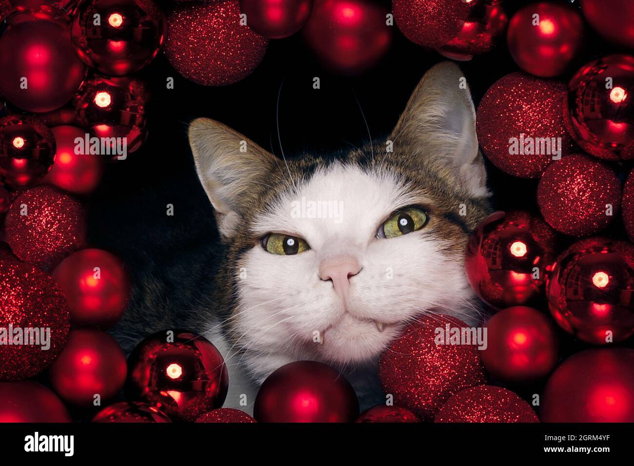 Niedliche tabby Katze guckt neugierig durch einen roten Weihnachtskranz. Horizontales Bild mit selektivem Fokus. Stockfoto