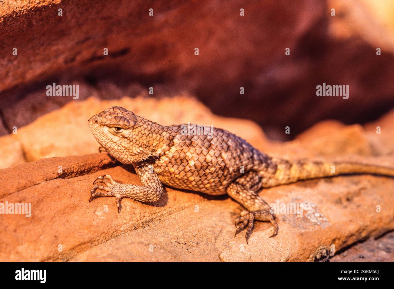 Eine Wüsteneidechse, Sceloporus magister, die sich in der Sonne sonnt, um ihre Körpertemperatur zu regulieren. Utah. Stockfoto