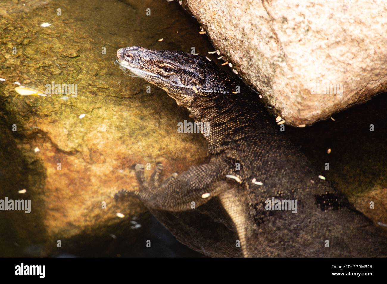 Der Asian Water Monitor, Varanus Salvator, ist eine große Warane, die in Süd- und Südostasien gefunden wird. Stockfoto