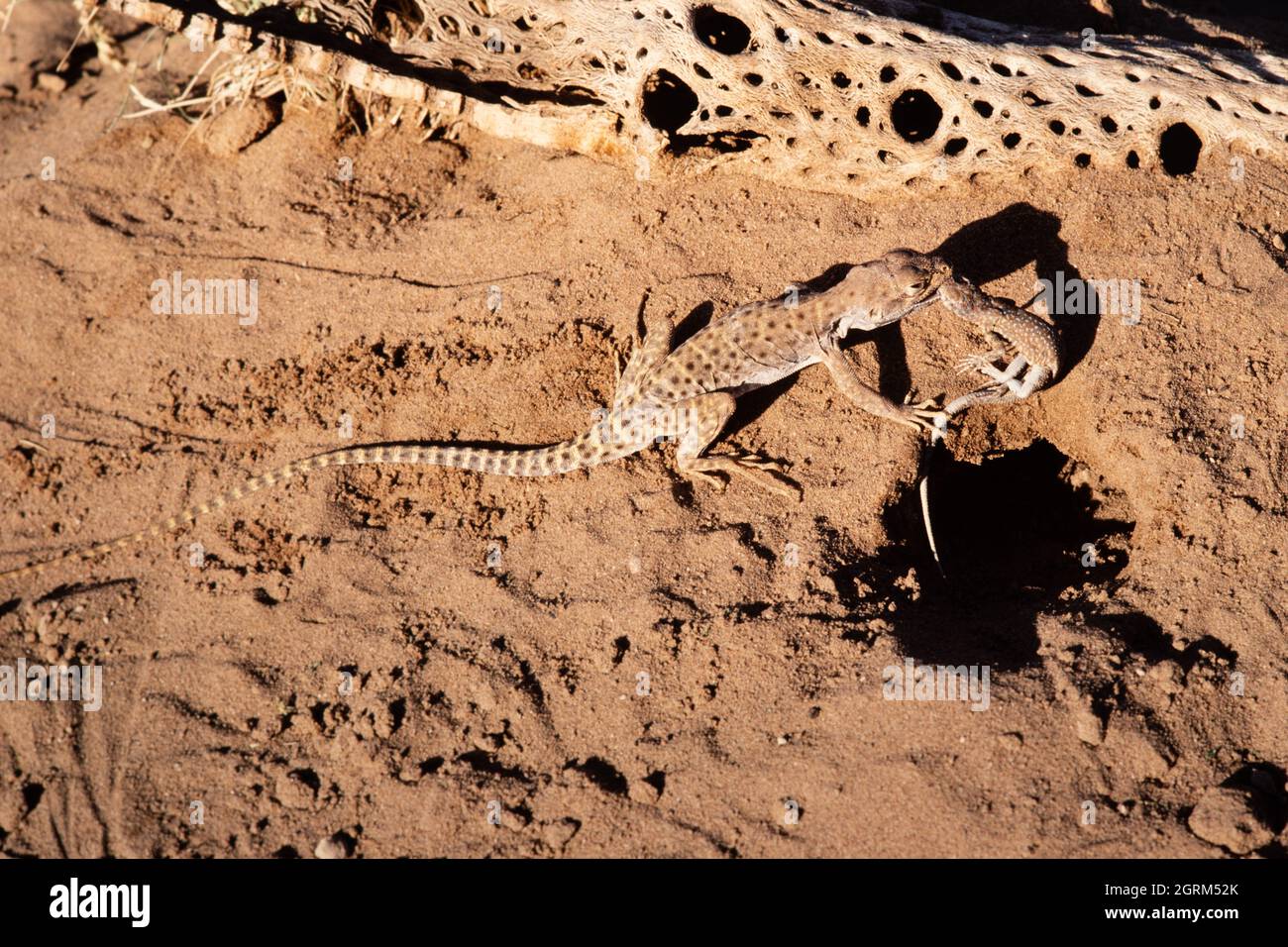 Eine langnasige Leopardechse, Gambelia wislizenii, mit einer seitlich verfleckten Eidechse im Mund. Diese Eidechse preys auf Insekten und kleine Eidechsen, wie z. B. t Stockfoto