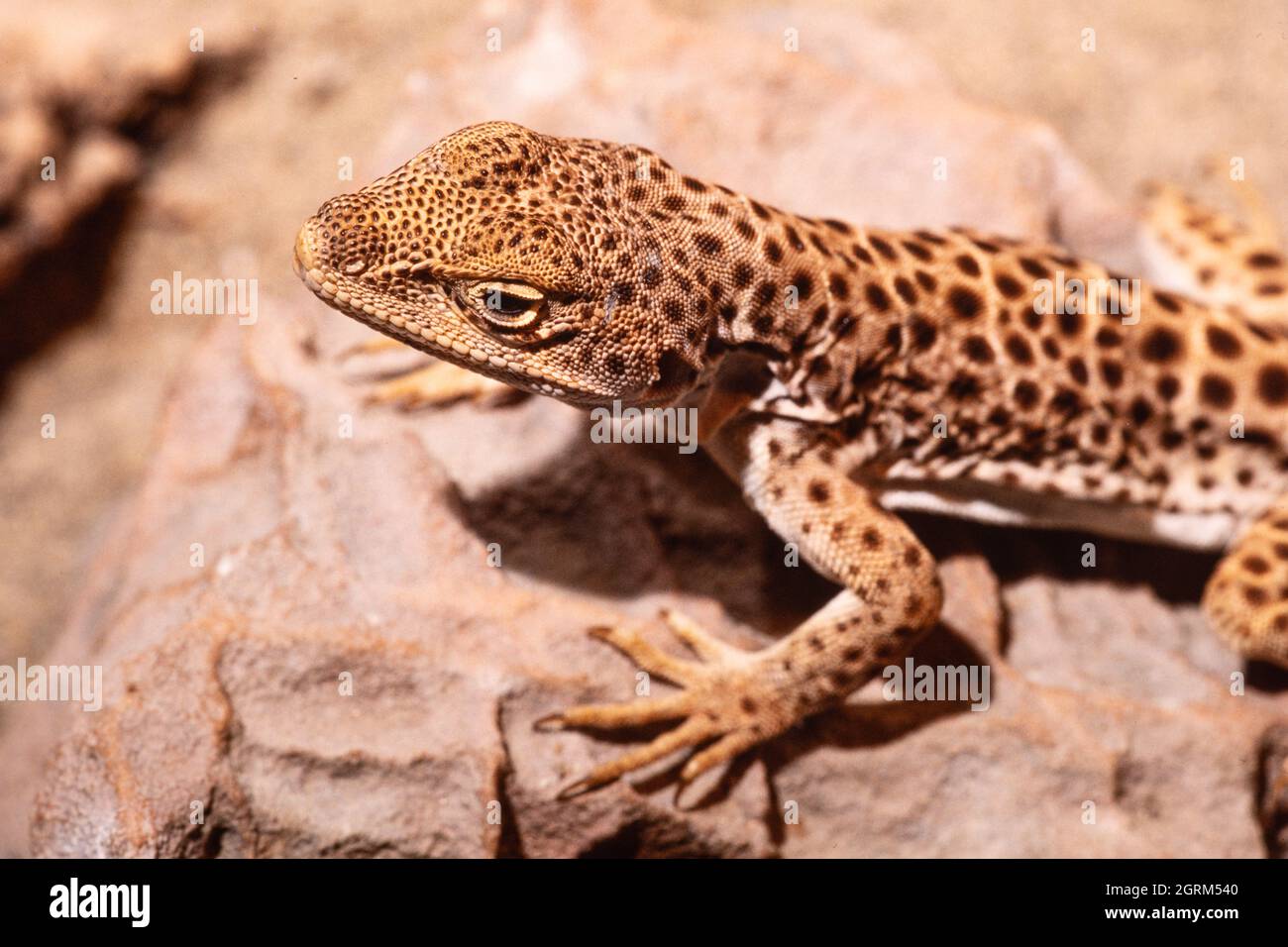 Ein Nahaufnahme-Porträt einer langnasigen Leoparden-Eidechse, Gambelia wislizenii, in der Wüste in Utah. Diese Eidechse peitet Insekten und kleine Eidechsen an. Stockfoto