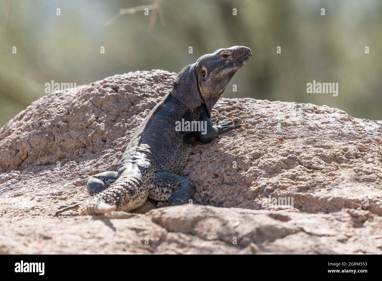 Ein natürlicher hybrider Stachelschwanzleguan, eine genetische Kreuzung zwischen Ctenosaura auffalluosa (San Esteban Island Spiny-Schwanzleguan) und C. hemilopha macrolo Stockfoto