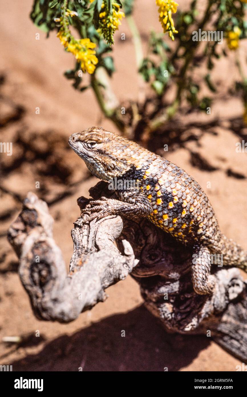 Eine Wüsteneidechse, Sceloporus magister, die sich in der Sonne sonnt, um ihre Körpertemperatur zu regulieren. Utah. Stockfoto