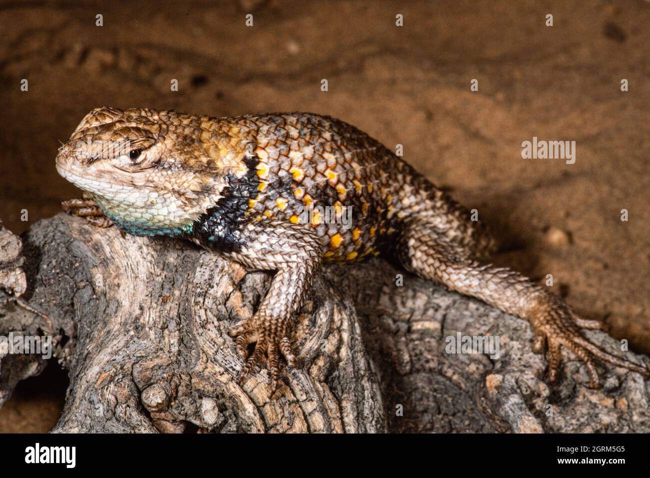 Eine männliche Wüsteneidechse, Sceloporus magister. Sie stammen aus dem Südwesten der USA und Mexiko. Stockfoto