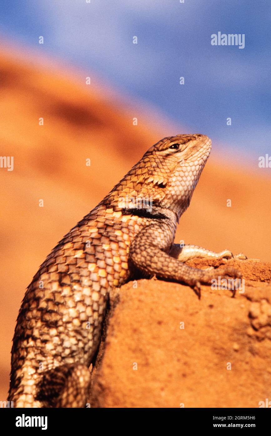 Ein Nahaufnahme-Porträt einer Wüsteneidechse, Sceloporus Magister, auf einem Felsen im späten Nachmittagslicht. Stockfoto