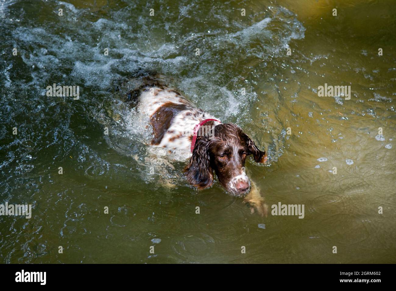 Springer Spaniel genießt das Wasser Stockfoto