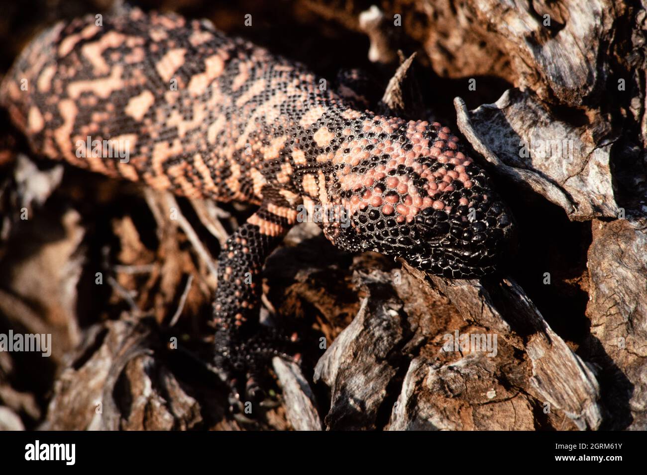 Das Gila-Monster, Heloderma suspectum, eine Art giftiger Eidechse, die im Südwesten der Vereinigten Staaten und im Nordwesten Mexikos beheimatet ist. Stockfoto