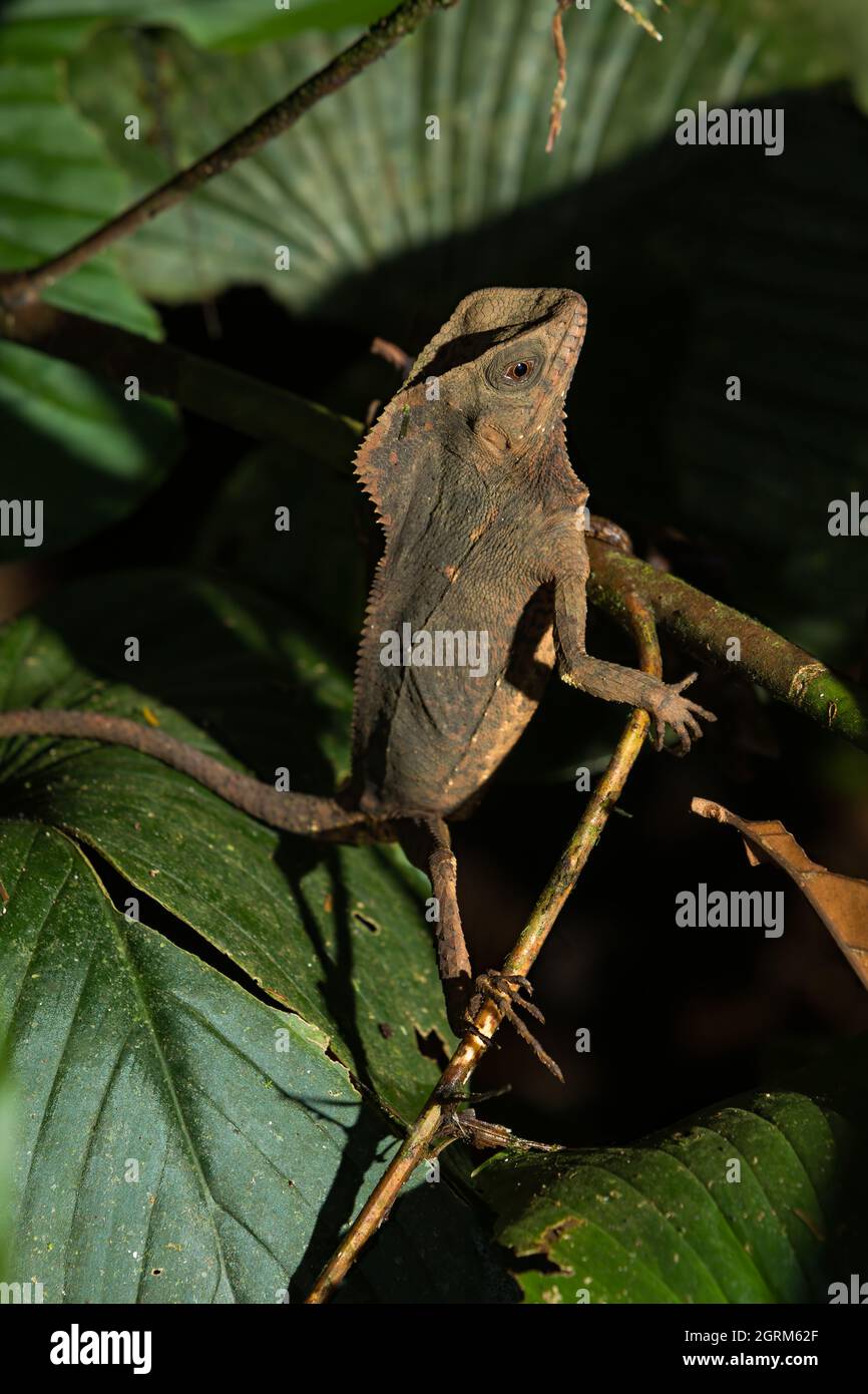 Der behelmte Leguan, Corythophanes cristatus, wird in tropischen Wäldern von Chiapas, Mexiko, bis nordwestlich von Kolumbien gefunden. Stockfoto