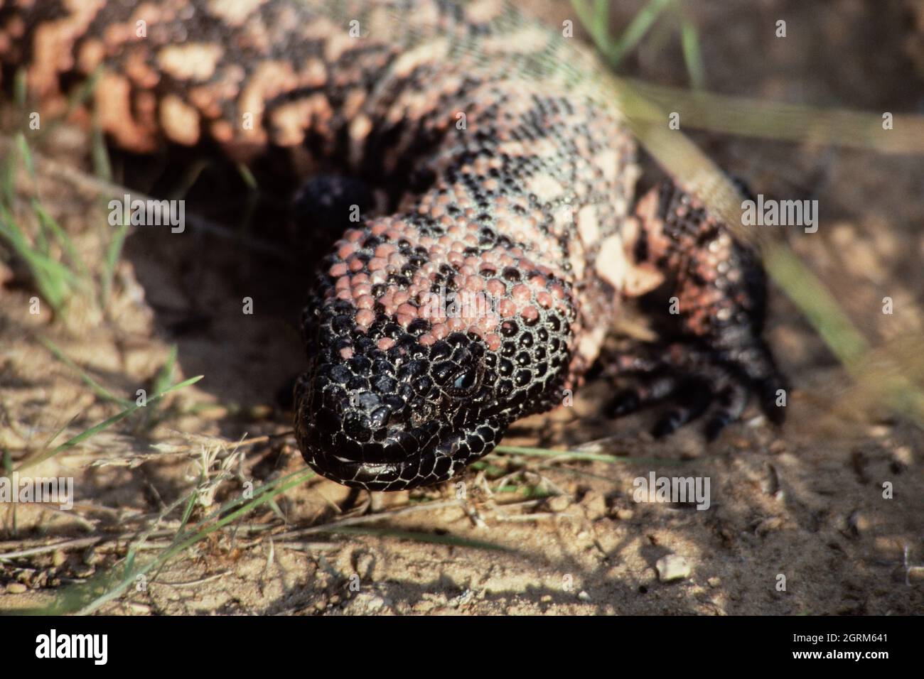 Das Gila-Monster, Heloderma suspectum, eine Art giftiger Eidechse, die im Südwesten der Vereinigten Staaten und im Nordwesten Mexikos beheimatet ist. Stockfoto