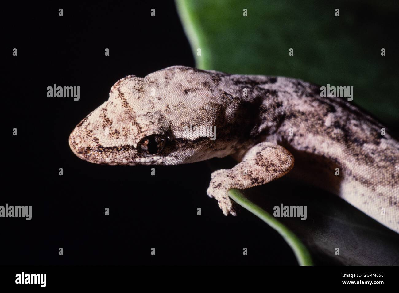 Der trauernde Gecko, Lepidodactylus lugubris, auf Guam. Beachten Sie die fast vollständig erweiterte elliptische Pupille. Stockfoto