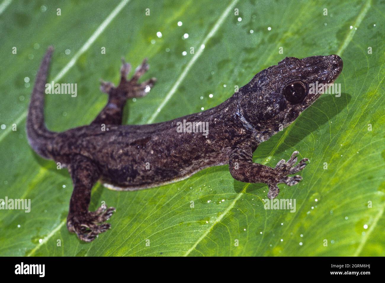 Ein ozeanischer Gecko, Gehyra oceanica, auf der Insel Cocos, Guam. Stockfoto