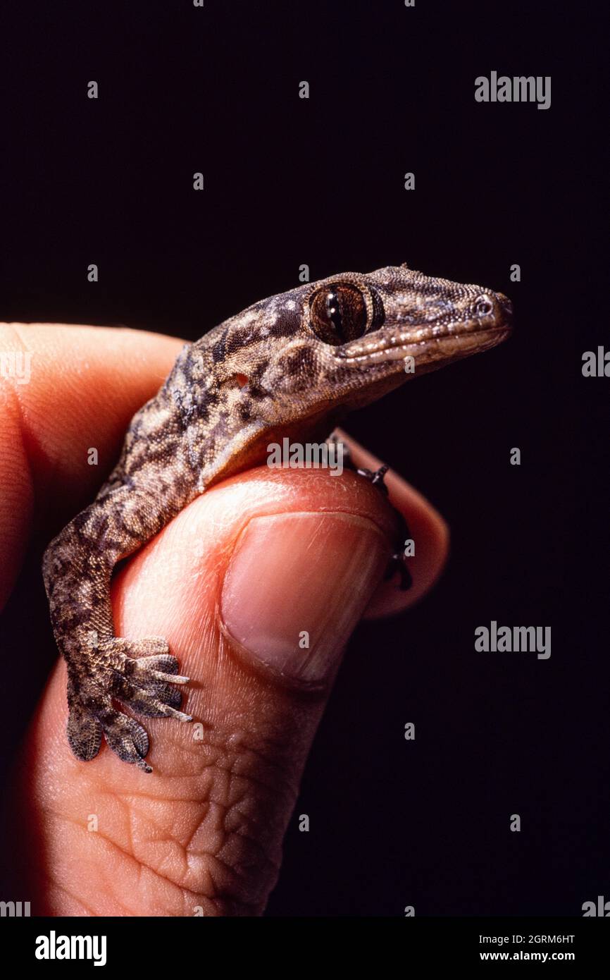 Ein ozeanischer Gecko, Gehyra oceanica, auf der Insel Cocos, Guam. Stockfoto