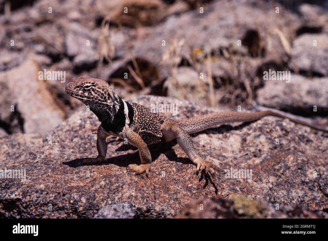 Eine männliche Großbasin-Halseidechse, Crotaphytus bicinctores, sonnt sich in der Sonne, während sie auf Beute schaut, die in den Hinterhalt geraten kann. Utah. Stockfoto Eine männliche Großbasin-Halseidechse, Crotaphytus bicinctores, sonnt sich in der Sonne, während sie auf Beute schaut, die in den Hinterhalt geraten kann. Utah. Stockfoto
