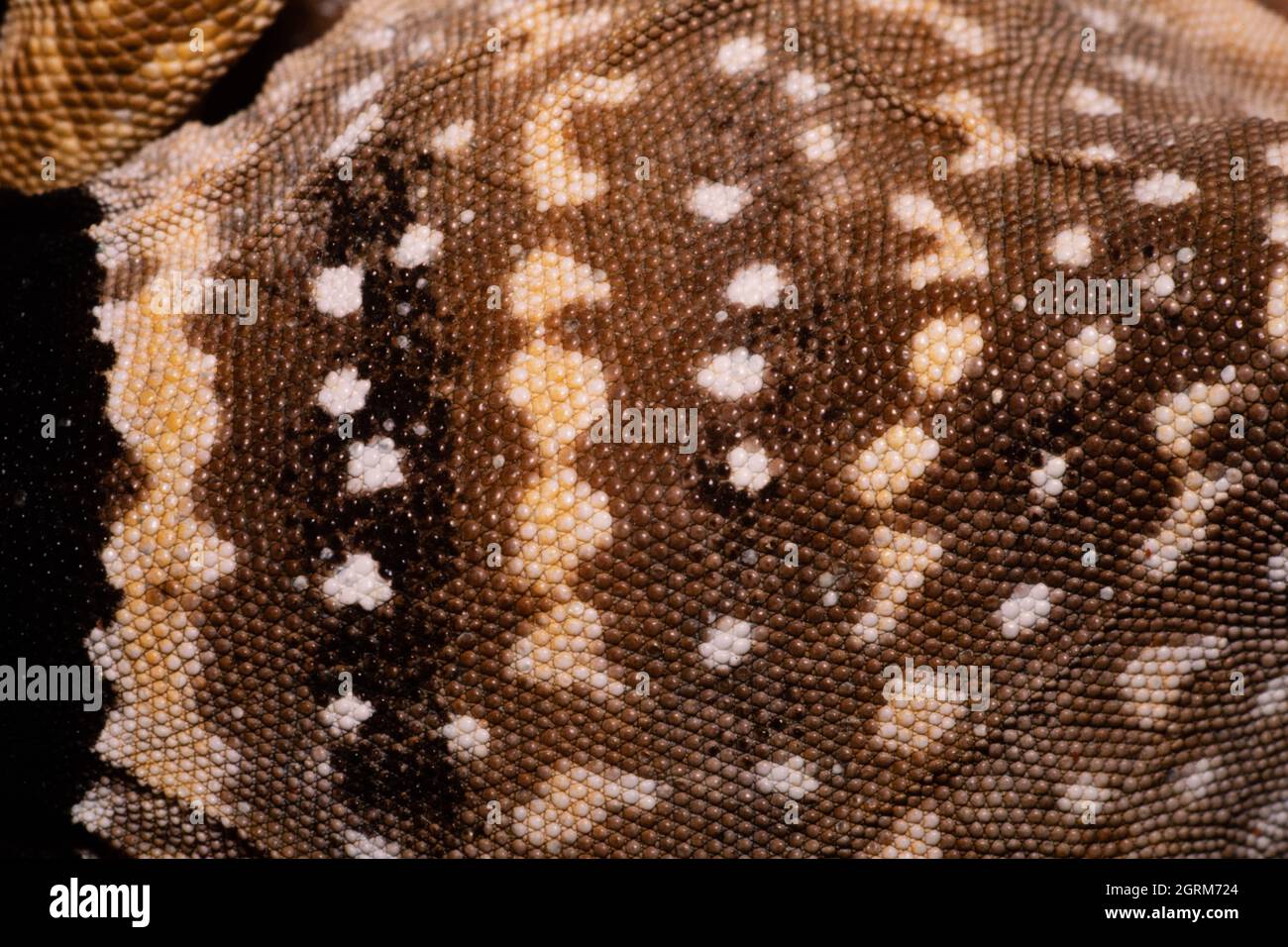 Dorsale Färbung und Skalenmuster einer Great Basin Collared Lizard, Crotaphytus bicinctores. Utah Stockfoto Dorsale Färbung und Skalenmuster einer Great Basin Collared Lizard, Crotaphytus bicinctores. Utah Stockfoto