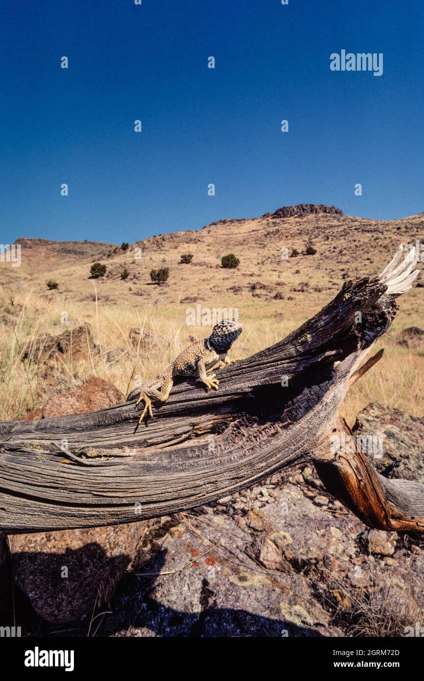 Eine männliche Großbasin-Halseidechse, Crotaphytus bicinctores, sonnt sich in der Sonne, während sie auf Beute schaut, die in den Hinterhalt geraten kann. Utah. Stockfoto