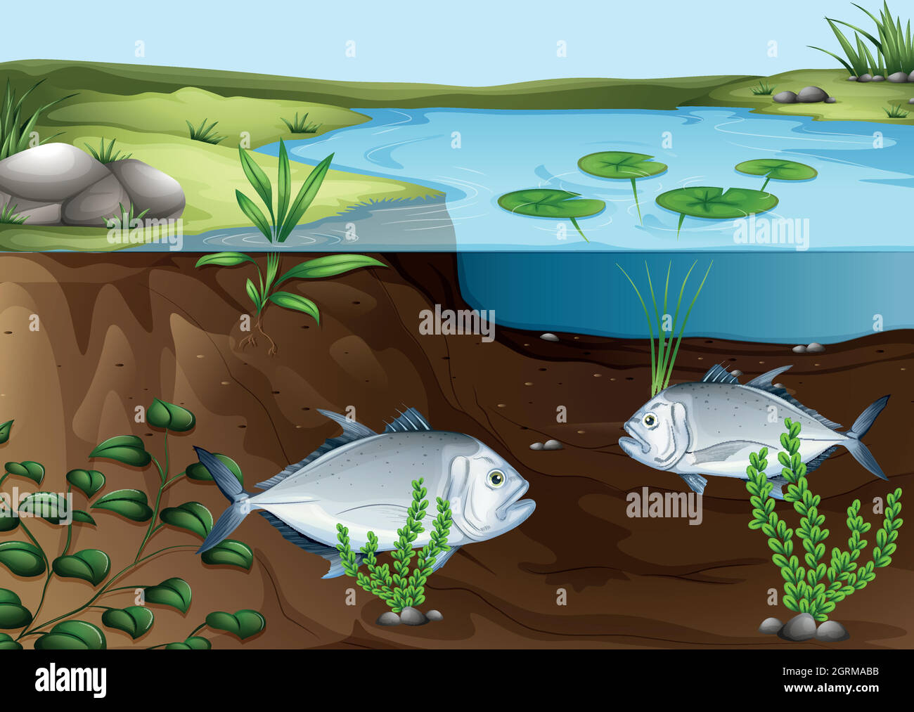 Wild Lebende Tiere Im Teich kaufen Alamy