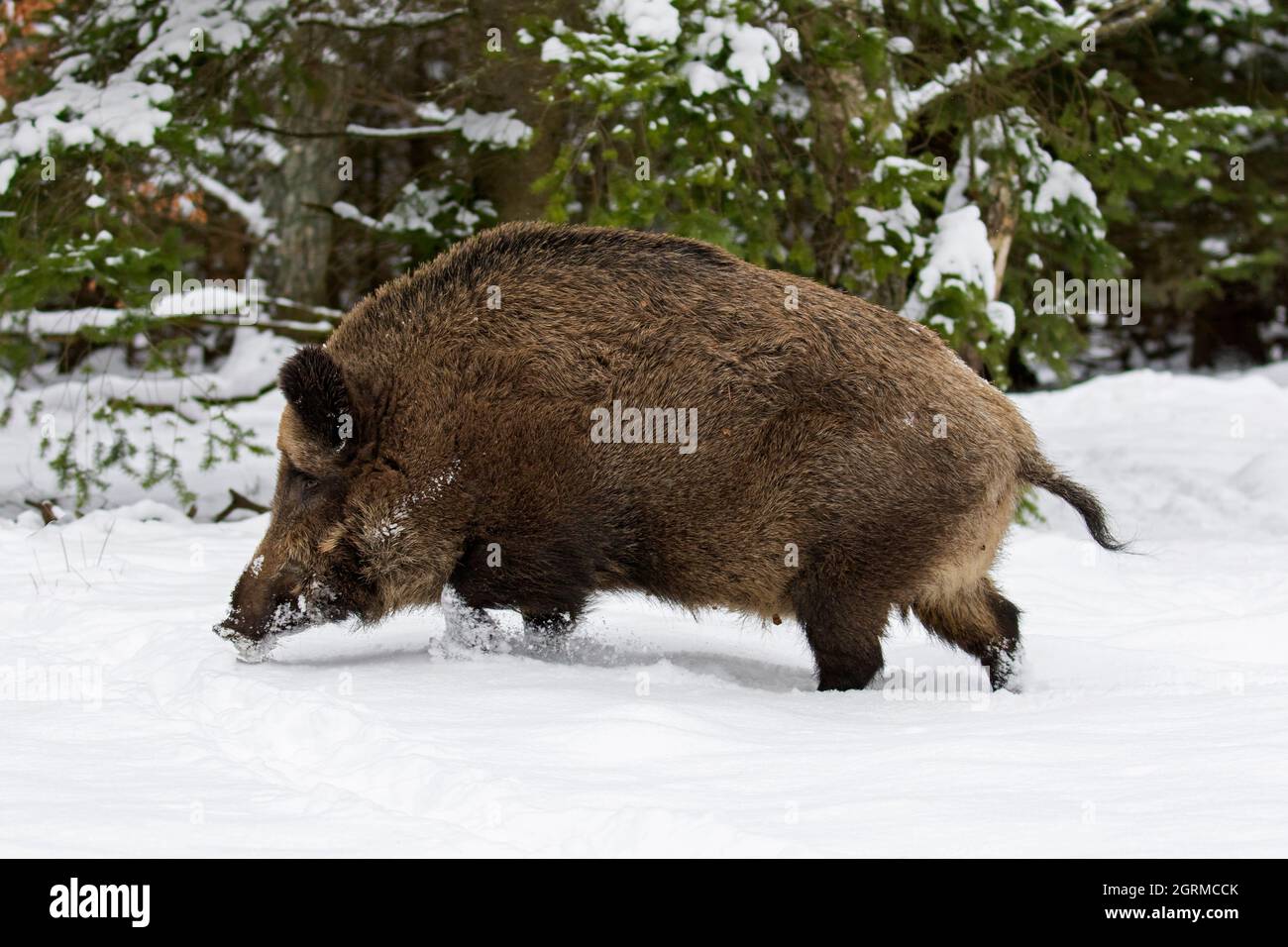 Einsames Wildschwein (Sus scrofa) Männchen, das im Winter im Nadelwald im Schnee auf Nahrungssuche geht Stockfoto
