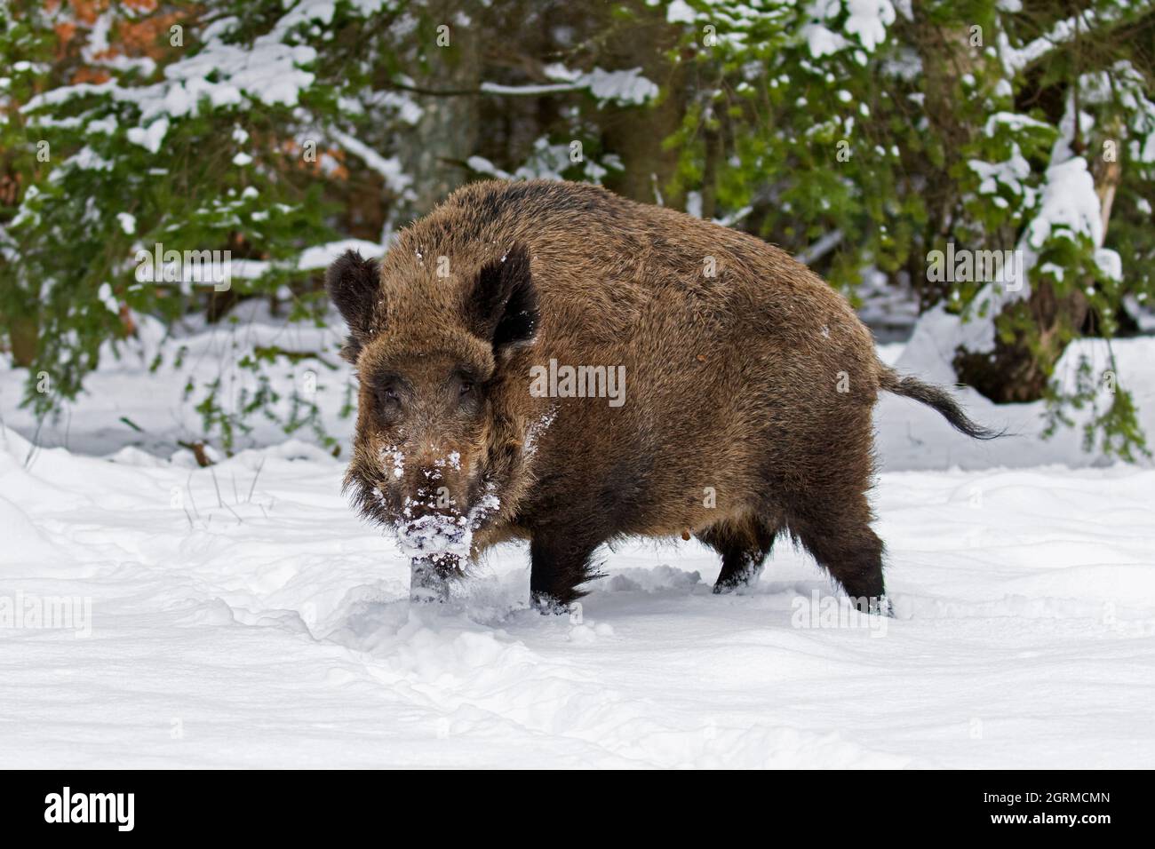 Einsames Wildschwein (Sus scrofa) Männchen, das im Winter im Nadelwald im Schnee auf Nahrungssuche geht Stockfoto