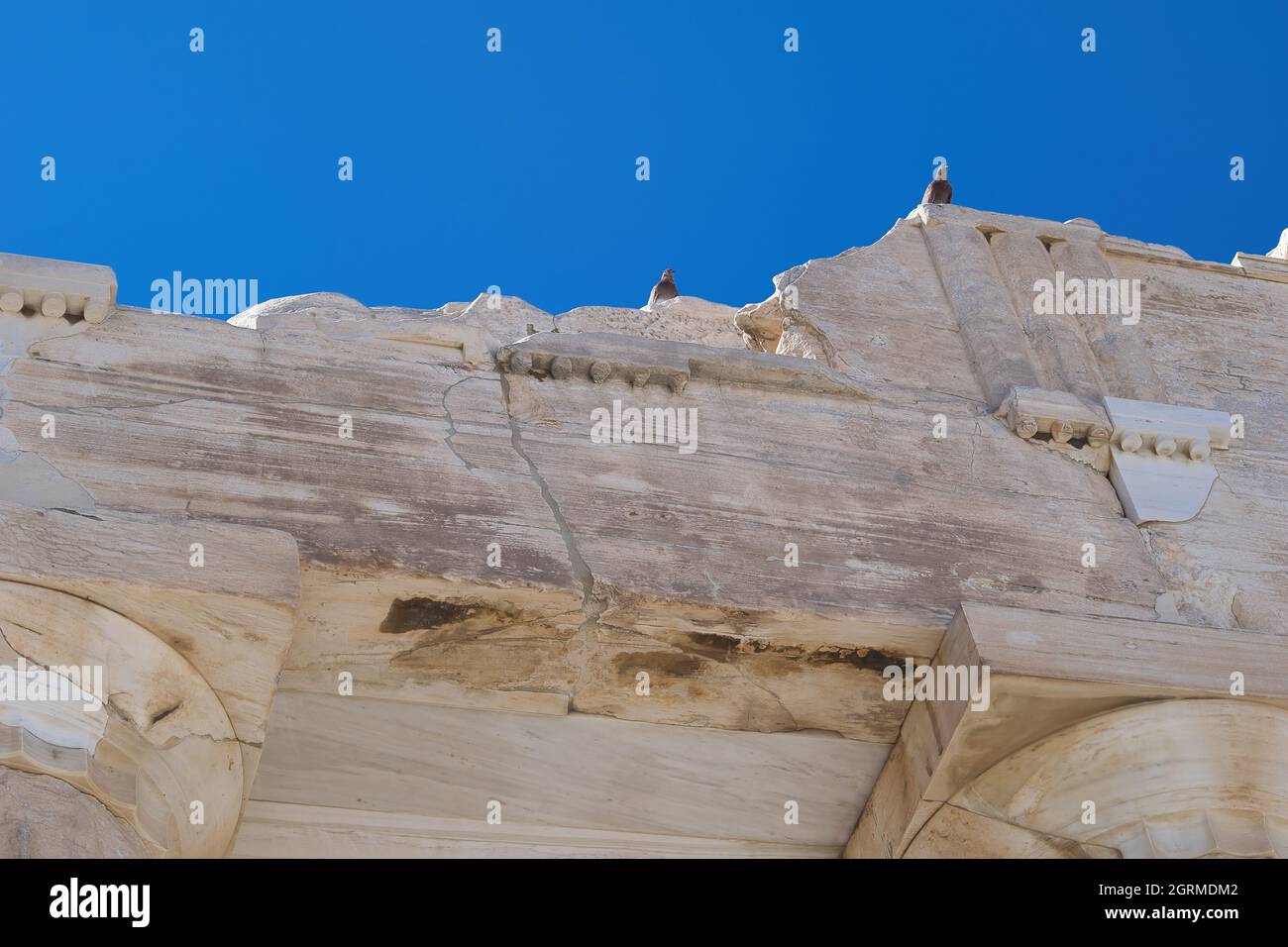 Tauben am Parthenon auf dem Akropolis-Hügel Stockfoto