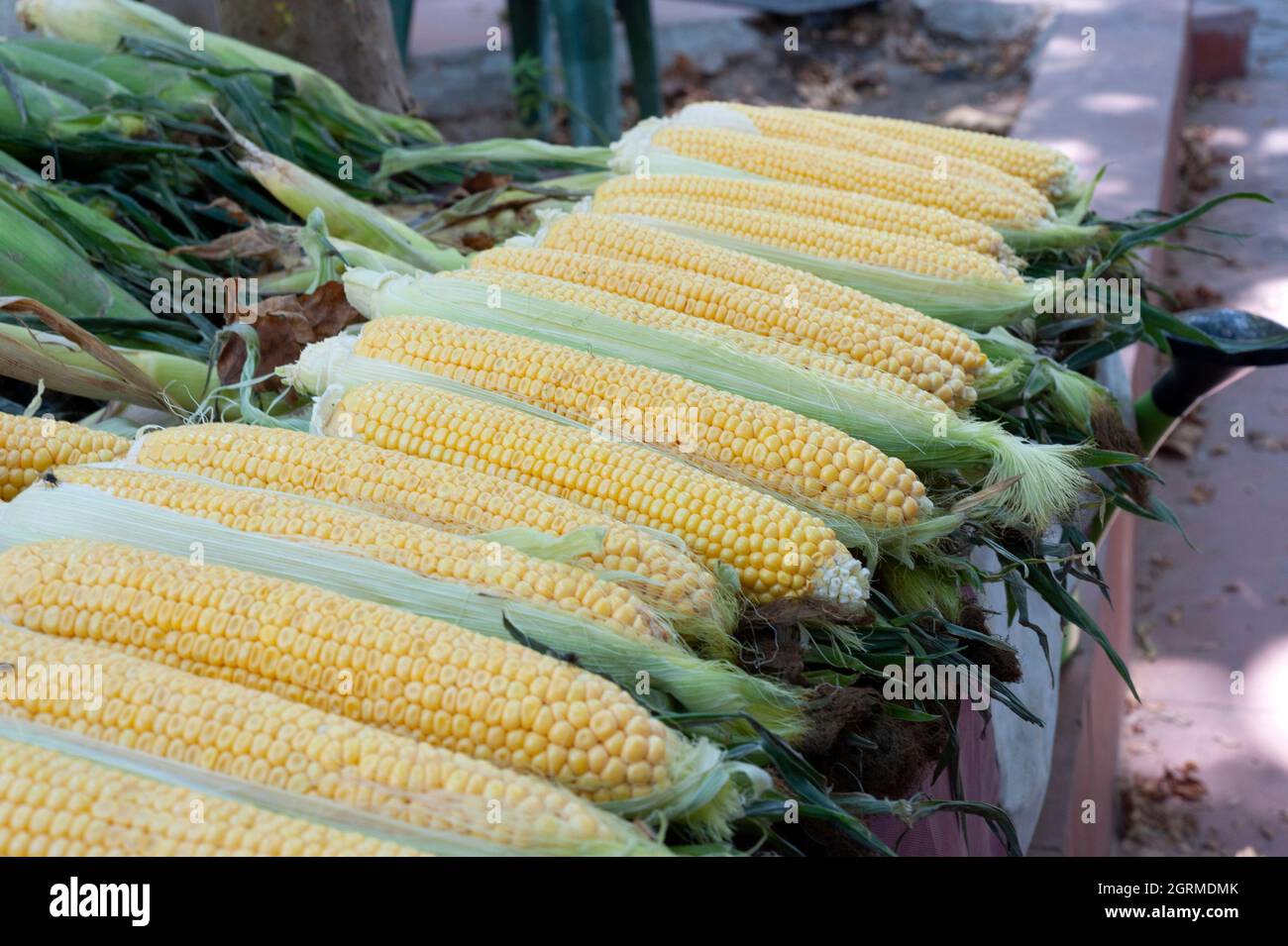 Mais, Mais, gebratener Mais, gerösteter Mais Stockfoto
