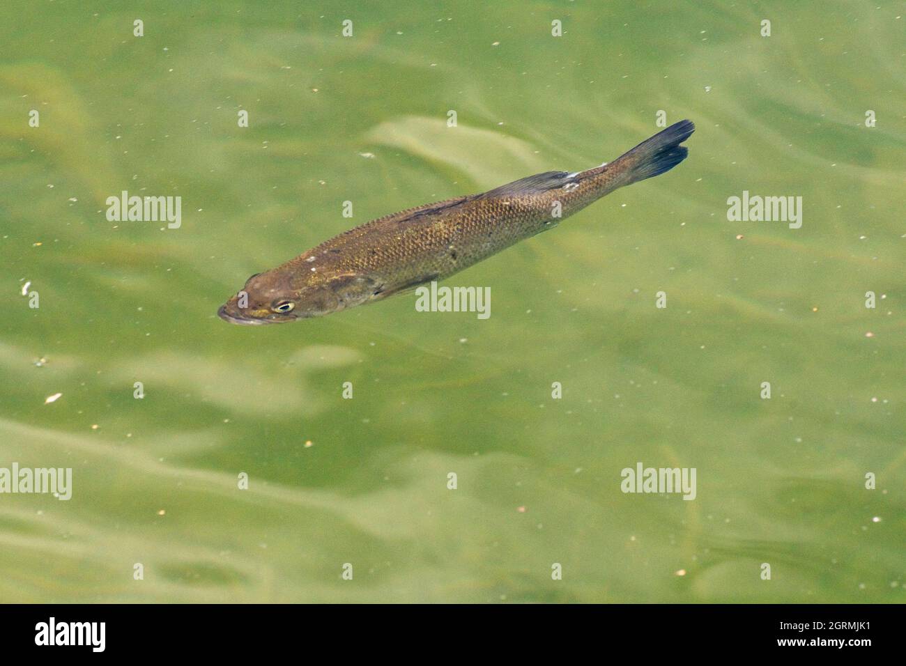 Fische auf der Wasseroberfläche des Sees Stockfoto