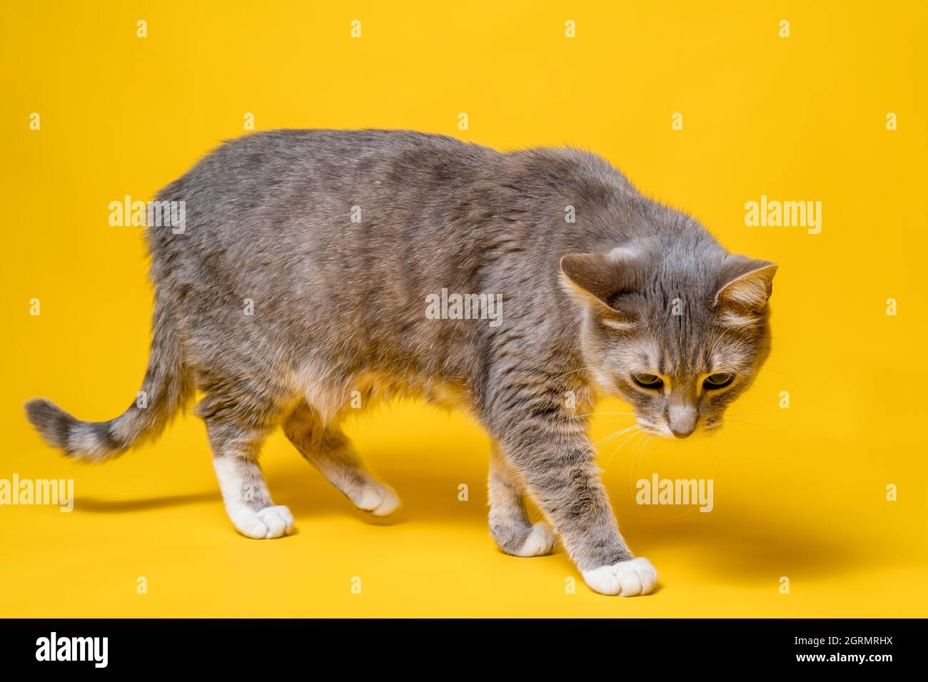 Katze geht vorsichtig und ungewiß, sieht interessiert und ungläubig aus. Studio, gelber Hintergrund. Stockfoto