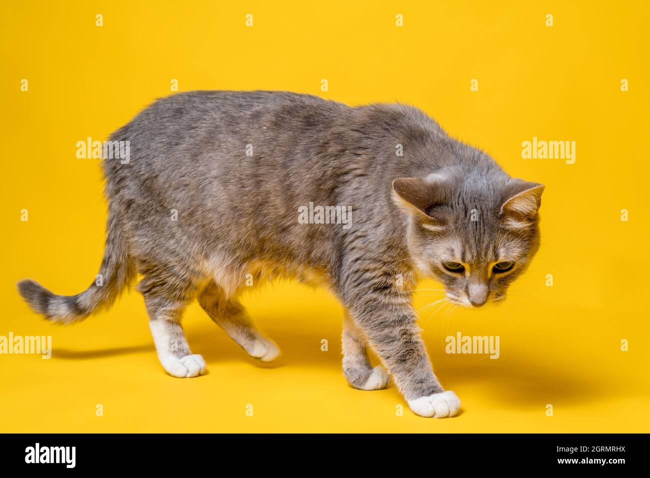 Katze geht vorsichtig und ungewiß, sieht interessiert und ungläubig aus. Studio, gelber Hintergrund. Stockfoto