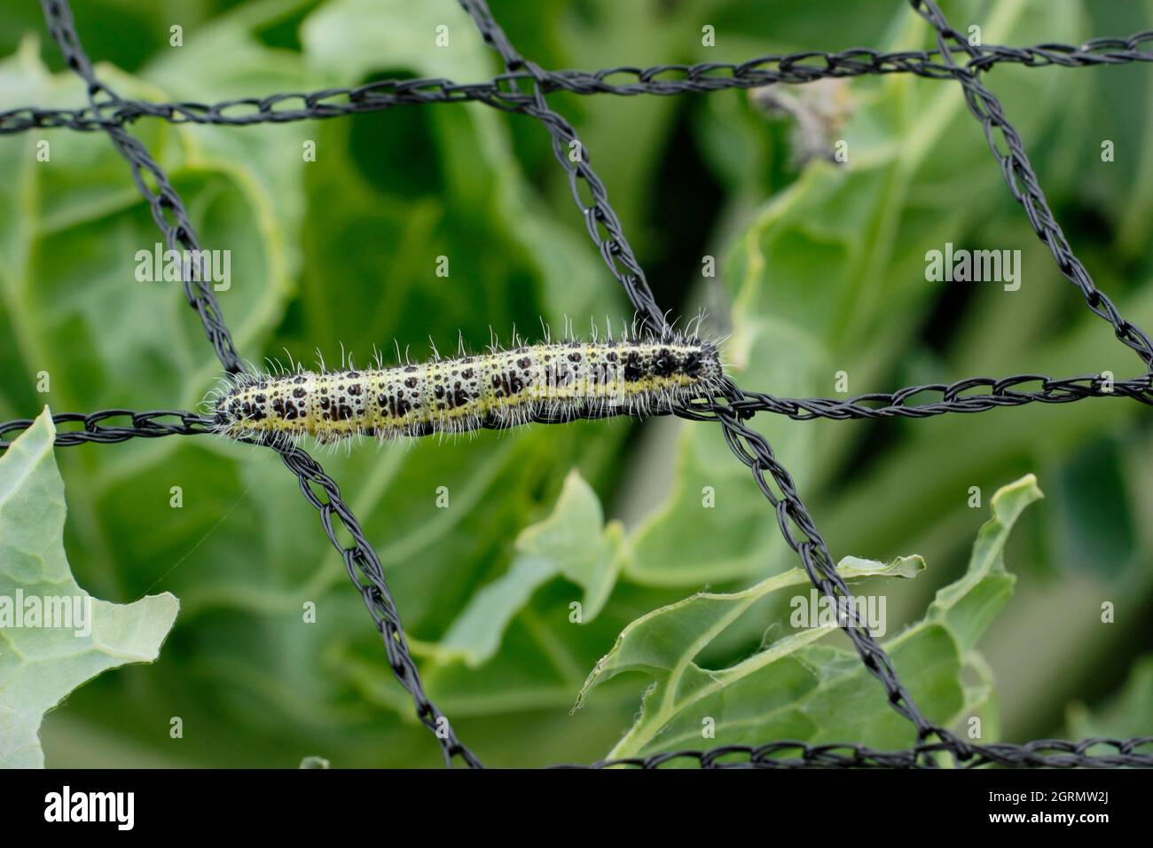 Pieris brassicae larva. Gefräßige große weiße Schmetterlingslarve auf ungeeigneten Netzen, die Schäden an Kohlpflanzen erlaubten. VEREINIGTES KÖNIGREICH Stockfoto