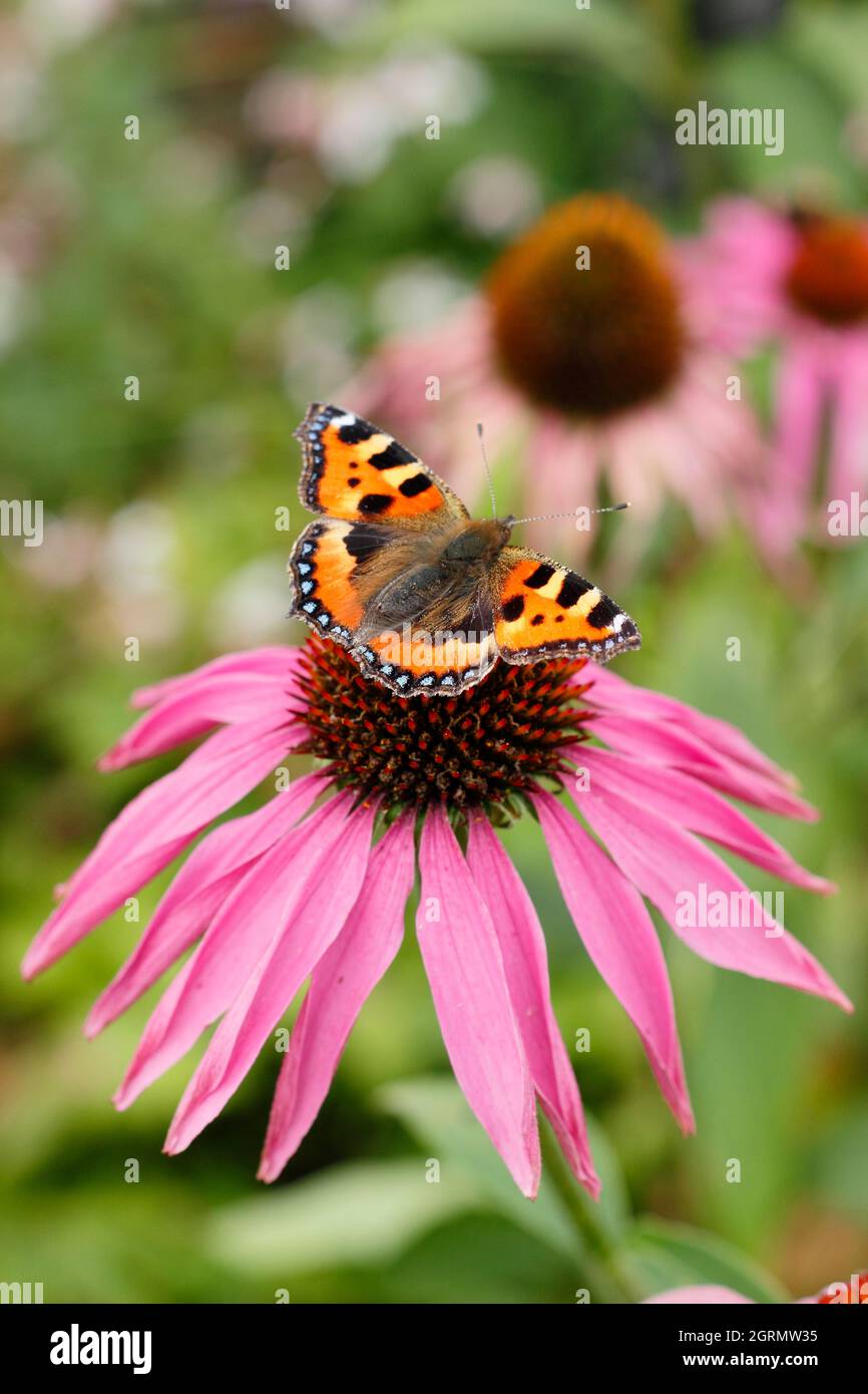 Kleiner Schildpatt-Schmetterling auf purpurner Kegelblume. Aglais urticae, die sich im Spätsommer vom Nektar der Echinacea purpurea ernähren. VEREINIGTES KÖNIGREICH Stockfoto