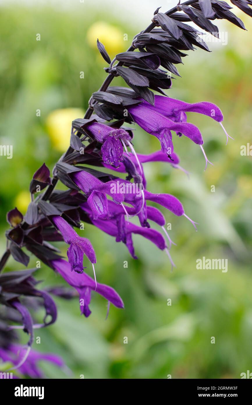 Salvia 'Amistad', ausdauernder Salbei, der in einem spätsommerlichen Gartenrand blüht. VEREINIGTES KÖNIGREICH. NGM Stockfoto