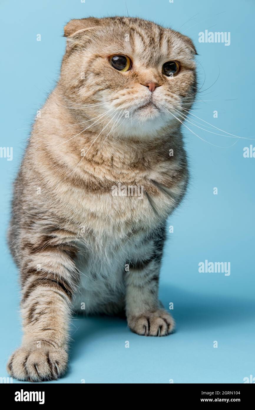 Die aufgeregte schottische Faltenkatze sieht besorgt und aufmerksam aus. Studio, blauer Hintergrund. Stockfoto