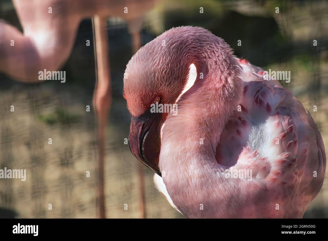 flamingo im Zoo berlin in deutschland. Details des Federkleides in buntem Pink Stockfoto