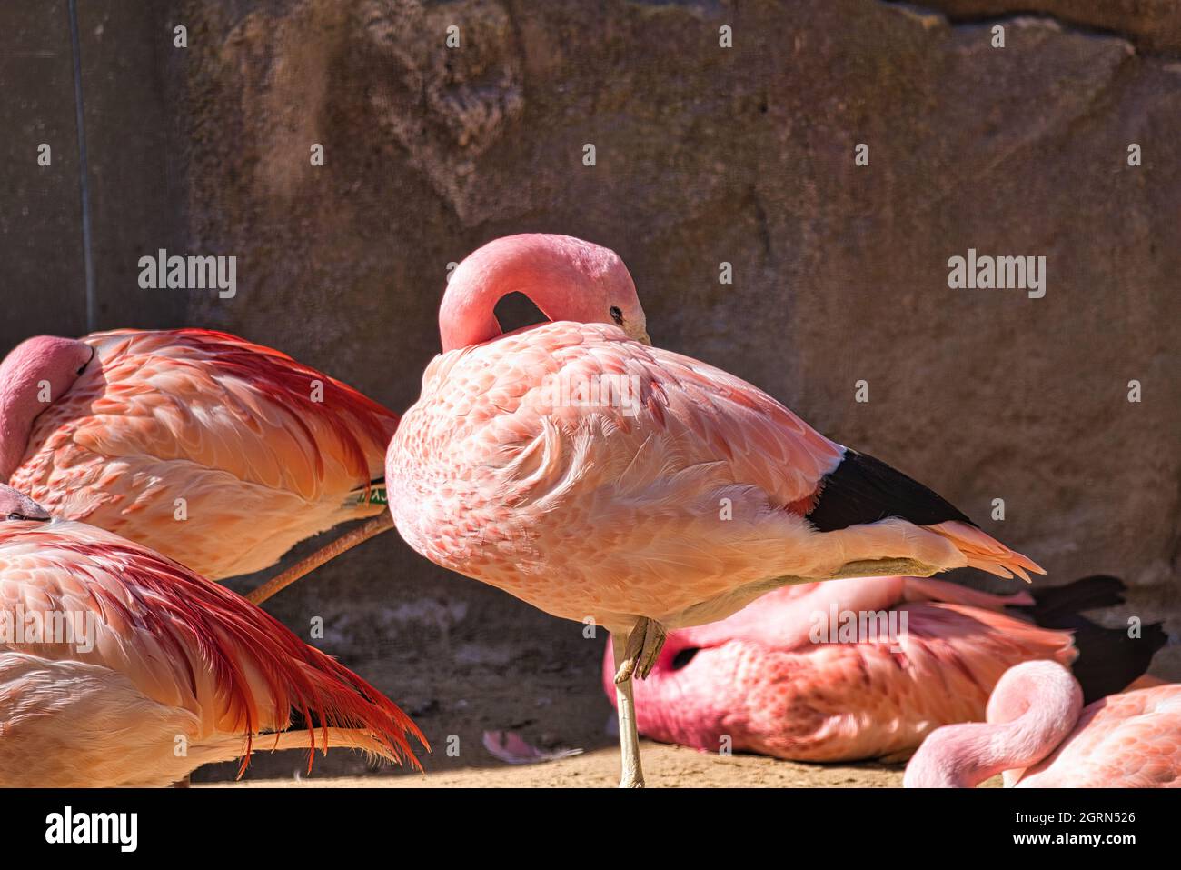 flamingo im Zoo berlin in deutschland. Details des Federkleides in buntem Pink Stockfoto